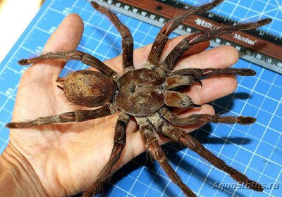 Фото Паук Птицеед-Голиаф Theraphosa blondi  (photo#121268)