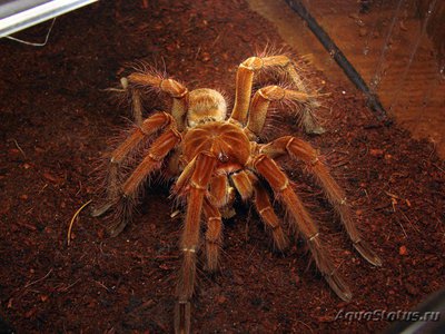 Фото Паук Птицеед-Голиаф Theraphosa blondi  (photo#121269)