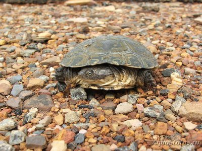 Фото Пеломедуза Pelomedusa subrufa  (photo#121272)