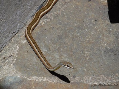 Фото Песчаная змея восточноафриканская Psammophis orientalis Eastern Stripe-bellied (photo#121275)