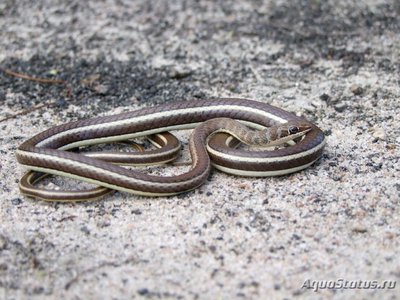 Фото Песчаная змея восточноафриканская Psammophis orientalis Eastern Stripe-bellied (photo#121276)