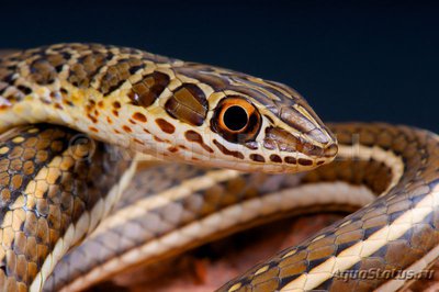 Фото Песчаная змея свистящая Psammophis sibilans  (photo#121282)