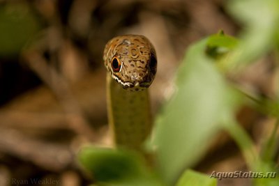 Фото Песчаная змея танганьикская Psammophis tanganicus Tanganyika Sand Snake  (photo#121295)