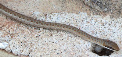 Фото Песчаная змея танганьикская Psammophis tanganicus Tanganyika Sand Snake  (photo#121296)