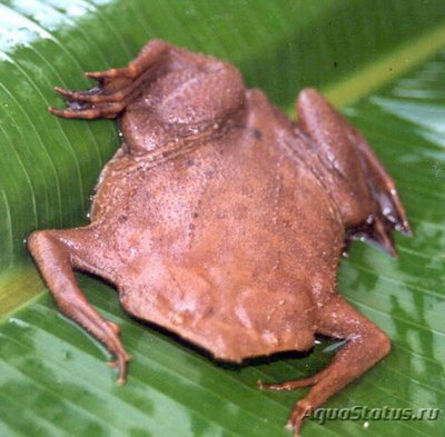 Фото Пипа суринамская обыкновенная Pipa pipa Surinam Toad  (photo#121298)