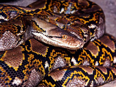 Фото Питон сетчатый Python reticulatus  (photo#121299)