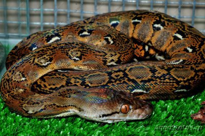 Фото Питон сетчатый Python reticulatus  (photo#121300)