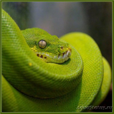 Питон зеленый (Chondropython viridis)