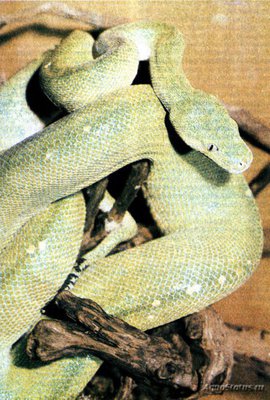 Питон зеленый (Chondropython viridis)