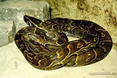 Фото Питон иероглифовый Python sebae Rock python  (photo#121320)