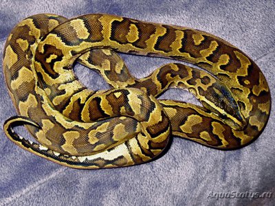 Фото Питон иероглифовый Python sebae Rock python  (photo#121321)