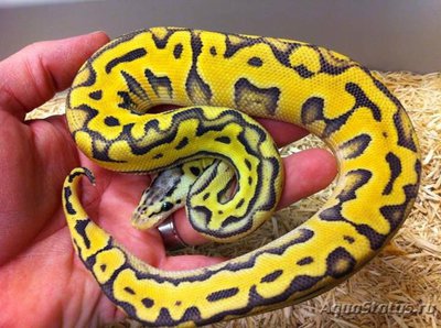 Фото Питон королевский Python regius Ball python  (photo#121324)