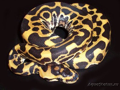 Фото Питон королевский Python regius Ball python  (photo#121325)