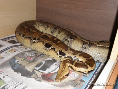 Фото Питон короткохвостый Брайтенштайна Python breitensteini  (photo#121327)