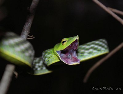 Фото Плетевидная змея носатая Ahaetulla nasuta  (photo#121347)