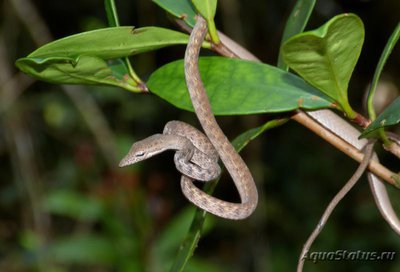 Плетевидная змея полосатая (Ahaetulla fasciolata)