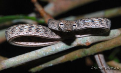 Фото Плетевидная змея полосатая Ahaetulla fasciolata  (photo#121349)