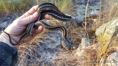 Фото Подвязочная змея Thamnophis sirtalis Garter Snake  (photo#121350)