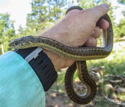 Фото Подвязочная змея Thamnophis sirtalis Garter Snake  (photo#121351)