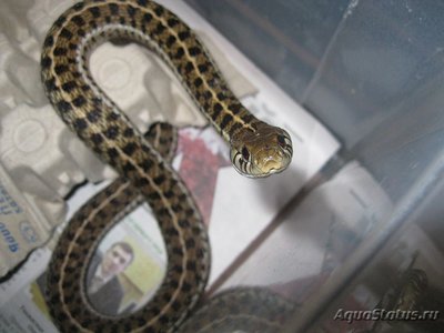 Фото Подвязочная змея пестрая Thamnophis marcianus  (photo#121366)