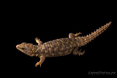 Фото Поясохвост родезийский Cordylus rhodesianus  (photo#121396)