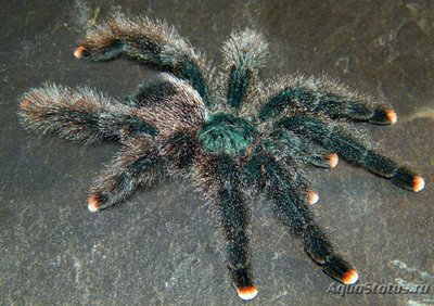 Фото Птицеед авикулярия металлика Avicularia metallica  (photo#121409)