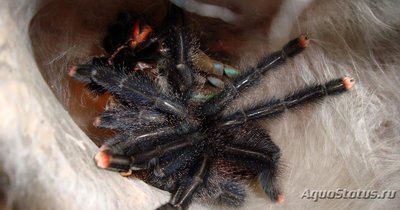 Фото Птицеед авикулярия обыкновенная Avicularia avicularia  (photo#121410)