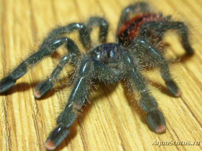 Фото Птицеед авикулярия обыкновенная Avicularia avicularia  (photo#121411)