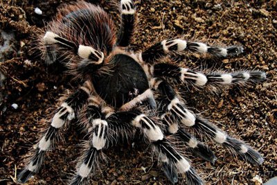 Птицеед акантоскуррия геникулята (Acanthoscurria geniculata)