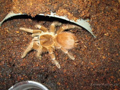 Фото Птицеед акантоскуррия инсубтилис Acanthoscurria insubtilis  (photo#121414)