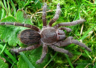 Фото Птицеед акантоскуррия инсубтилис Acanthoscurria insubtilis  (photo#121416)