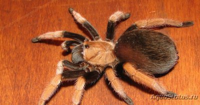 Фото Птицеед афонопельма биколоратум Aphonopelma bicoloratum  (photo#121423)