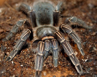 Фото Птицеед афонопельма земани Aphonopelma seemani Stripe Knee Tarantula  (photo#121425)