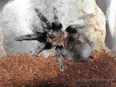 Фото Птицеед афонопельма каницепс Aphonopelma caniceps  (photo#121426)