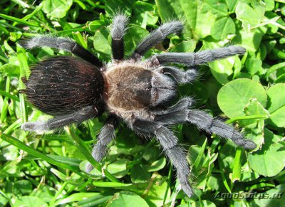 Фото Птицеед афонопельма каницепс Aphonopelma caniceps  (photo#121427)