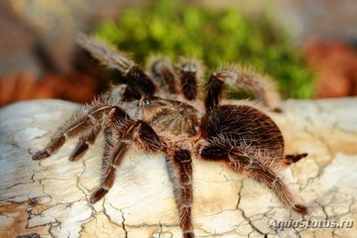 Фото Птицеед брахипельма альбопилозум Brachypelma albopillosum  (photo#121428)