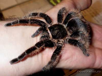 Фото Птицеед брахипельма альбопилозум Brachypelma albopillosum  (photo#121429)