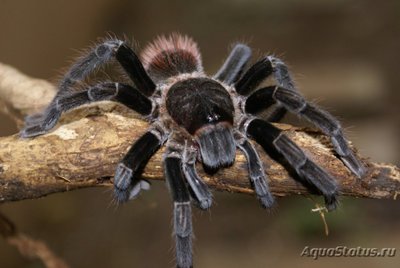 Фото Птицеед брахипельма ваганс Brachypelma vagans  (photo#121430)