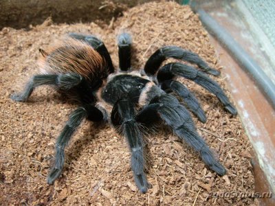 Фото Птицеед брахипельма ваганс Brachypelma vagans  (photo#121431)