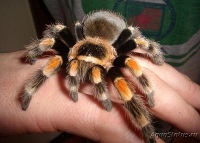 Фото Птицеед брахипельма смити Brachypelma smithi  (photo#121432)