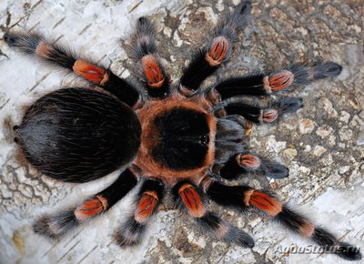 Фото Птицеед брахипельма смити Brachypelma smithi  (photo#121433)