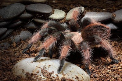 Фото Птицеед брахипельма эмилиа Brachypelma еmilia  (photo#121434)