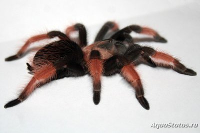 Фото Птицеед брахипельма эмилиа Brachypelma еmilia  (photo#121435)