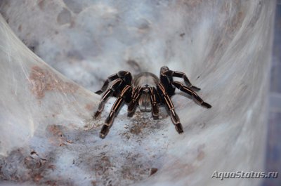 Фото Птицеед гаплопельма альбостриата Haplopelma albostriata  (photo#121436)