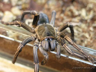 Фото Птицеед гаплопельма альбостриата Haplopelma albostriata  (photo#121437)