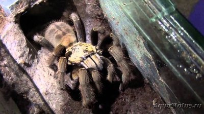 Фото Птицеед гаплопельма дориа Haplopelma doriae  (photo#121438)