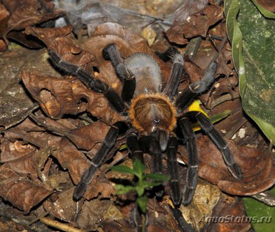 Фото Птицеед гаплопельма дориа Haplopelma doriae  (photo#121439)