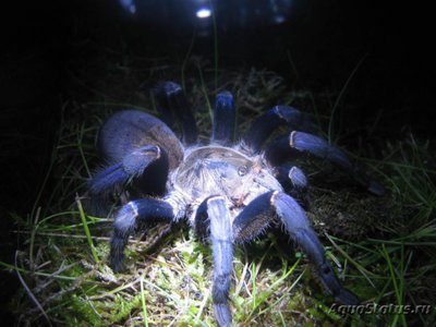 Фото Птицеед гаплопельма ливидум Haplopelma lividum  (photo#121440)