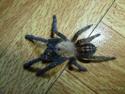 Фото Птицеед гаплопельма сп.1 Камбодиан Haplopelma sp. Cambodian  (photo#121441)