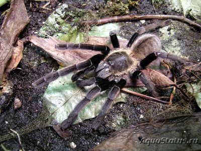 Фото Птицеед гаплопельма сп.1 Камбодиан Haplopelma sp. Cambodian  (photo#121442)